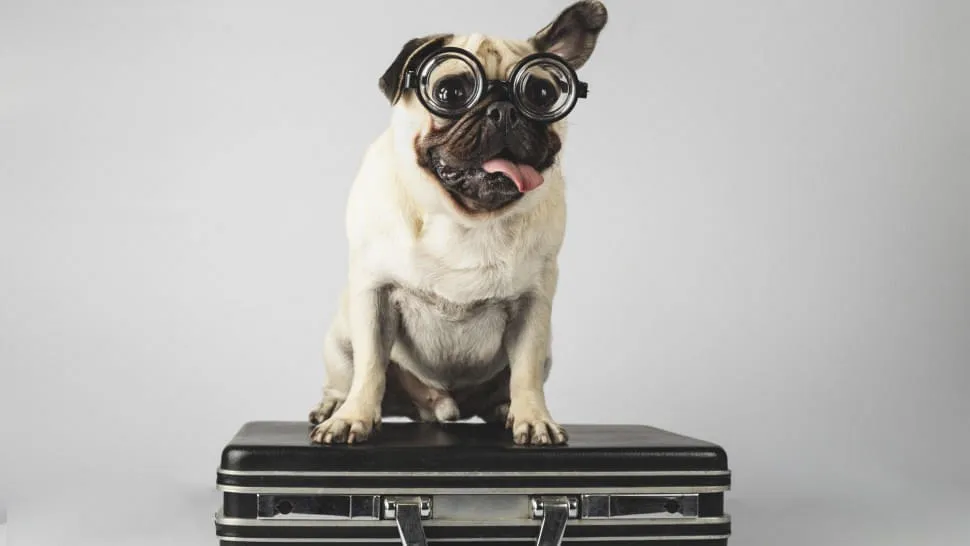 Hund-auf-Anfrage Hund-auf-Anfrage