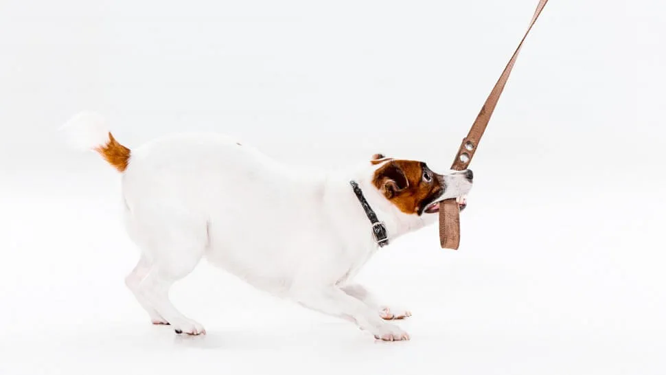 Richtlinien-fuer-Hundehalter Richtlinien-fuer-Hundehalter